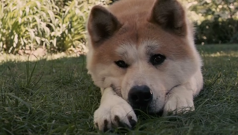 Хатико: Самый верный друг / Hachiko: A Dog's Story